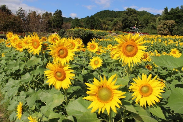 【徳山・防府・新山口発】 ハウステンボス九州一大花火まつりと逆さ紅葉の環境芸術の森・秋に咲くひまわり鑑賞2日間3